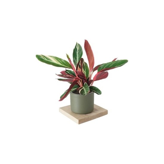 Efece Aksesuar Calathea Triostar Dua Bitkisi Dolgun Form 40CM