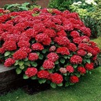 Ases Fidan Ases 2 Yaş Saksıda Kırmızı Ortanca Çiçeği 50-70 cm