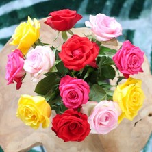 Tacirdepoticaret Karışık Tüplü Kokulu Yediveren Gül Fidanı Paketi -2'li Paket