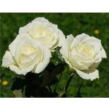 Uygun Tarım - Saksılı Beyaz Gül Fidanı