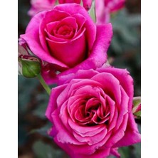 Uygun Tarım Uygun Tarım- Saksılı Pembe Gül Fidanı