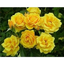 Uygun Tarım Uygun Tarım-Saksılı Sarı Gül Fidanı