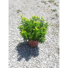 Rüzgar Botanik Yeşil Çıtır Taflan Çiçeği Fidanı Saksılı 20 cm 40 cm