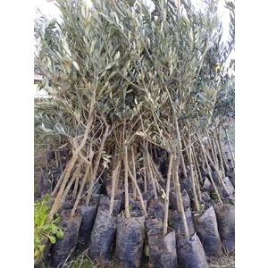 Uygun Tarım Uygun Tarım- Gemlik Trilye Zeytin Fidanı 2 Yaş