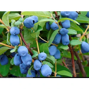 Bal Yemişi (Honeyberry) Erken Sezon Çeşidi 2 ADET