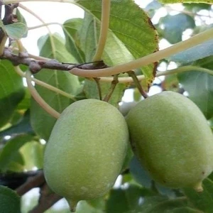 Berke Fidancılık 2 Yaş Yeşil Kaşık Mini Kivi Fidanı Kendine Verimli Torbada