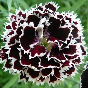 Reyon Ermenek - Dianthus Heddewigii Siyah Beyaz Karanfil Çiçeği Tohumu (100 Adet)