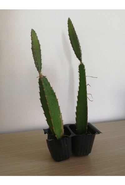 Akdeniz Aloe Vera Tüplü Ejder Meyvesi Fidanı 2 Adet 15-0 cm