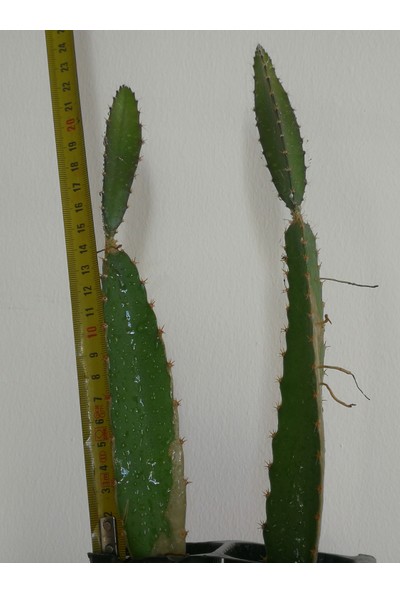 Akdeniz Aloe Vera Tüplü Ejder Meyvesi Fidanı 2 Adet 15-0 cm