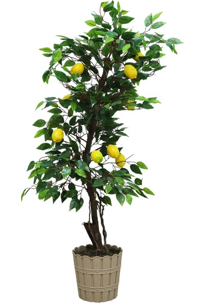 Cihan Çiçekçilik Limon Ağacı 120CM Plastik Saksıda