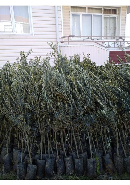 Uygun Tarım- Gemlik Trilye Zeytin Fidanı 2 Yaş modelleri