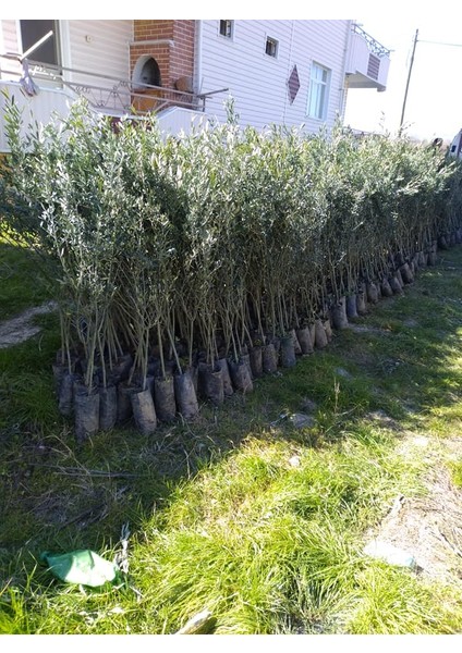 Uygun Tarım- Tüplü Gemlik Trilye Zeytin Fidanı (3 Adet) fırsatları