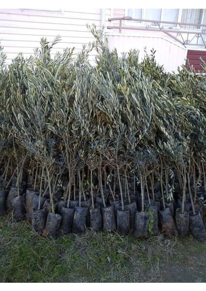 Uygun Tarım-Tüplü Gemlik Trilye Zeytin Fidanı (5 Adet) fiyatları