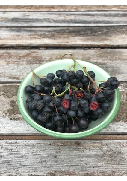 Aronya (Aronia) Chokeberry Fidanı fiyatları