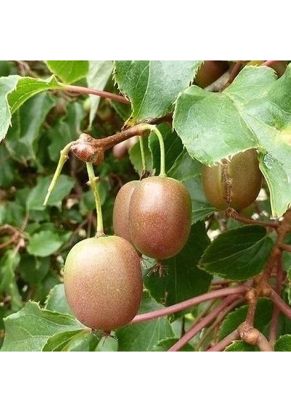 2 Yaş Bavyera Yeşil Kırmızı Mini Kivi Fidanı 1 Erkek ve 1 Dişi Torbada