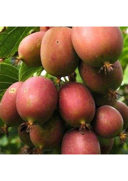 2 Yaş Kens Red Bordo Mini Kivi Fidanı Dişi Torbada