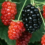 Anamur Naturel Tüplü Iri Meyveli Bol Verimli Cebeci Dikensiz Böğürtlen Fidanı