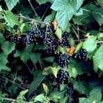 Anamur Naturel Tüplü Dev Meyveli Boskop Ribes Nigrum Siyah Frenk Üzümü Fidanı