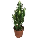 Ithal Euphorbia Trigona - Süt Kaktüs 55 cm