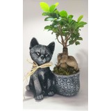 Eylül Sukulent Dekoratif Model Kedi Saksıda Canlı Ficus Bonsai 30 cm