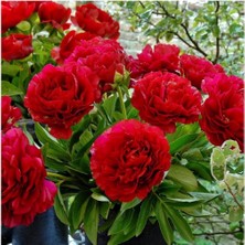 Ev Ve Bahçe Peonies Festiva Katmerli Red Şakayık Çiçeği Yumrusu-Rizomu(1 Adet)