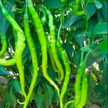 Anamur Naturel Tatlı Doğal Kıl Biber Fidesi (5 Adet)