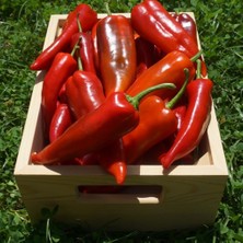 Anamur Naturel Tatlı Kırmızı Kapya Biber Fidesi(5 Adet)