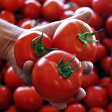 Anamur Naturel Ayaş Domates Fidesi(5 Adet)