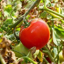 Anamur Naturel Kokulu Civan Domates Fidesi(5 Adet)