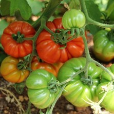 Anamur Naturel Yüksek Verimli Etli Dilimli Kuzey Köy Domates Fidesi(5 Adet)