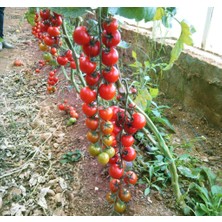 Anamur Naturel Yeni Çeri Domates Fidesi (5 Adet)
