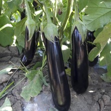 Anamur Naturel Leziz Halep Karası Patlıcan Fidesi (5 Adet)