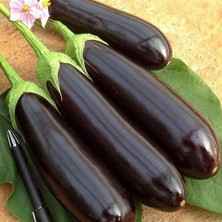 Anamur Naturel Anadolu Aydın Patlıcan Fidesi (5 Adet)