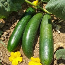 Anamur Naturel Geleneksel Meram Salatalık Fidesi (5 Adet)