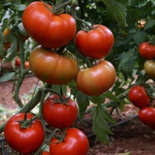 Anamur Naturel Bol Dökümlü Alsancak  Domates Fidesi(5 Adet)