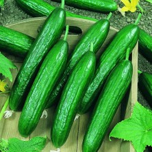 Anamur Naturel Geleneksel Hoş Kokulu Alpha Salatalık Fidesi (5 Adet)