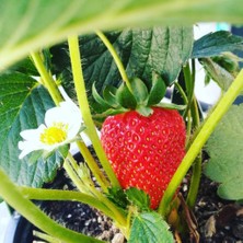 Anamur Naturel Frigo Yediveren Çilek Fidesi(5 Adet)