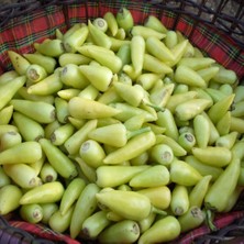 Anamur Naturel Doğal Acı Sarı Süs Biber Fidesi(5 Adet)