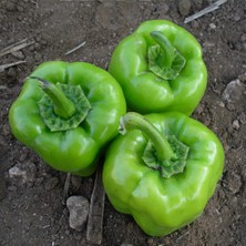 Anamur Naturel Kandil Dolmalık Biber Fidesi(5 Adet)