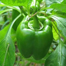 Anamur Naturel Küheylan Iri Dolmalık Biber Fidesi(5 Adet)