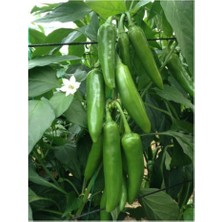 Anamur Naturel Meksika Jalapeno Acı Biber Fidesi(5 Adet)