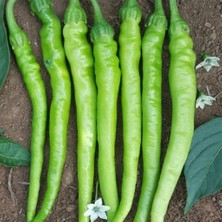 Anamur Naturel Çetinel Tatlı Sivri Biber Fidesi(5 Adet)