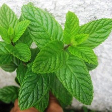 Anamur Naturel Saksılık Geniş Yapraklı Yeşil Nane Fidesi (5 Adet)