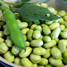 Anamur Naturel Doğal Bakla Fidesi (5 Adet)