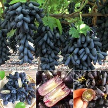 Anamur Naturel Tüplü Çekirdeksiz Black Finger Üzüm Fidanı