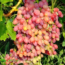 Anamur Naturel Tüplü Siirt Yüksek Aromalı Tayfi Üzüm Fidanı