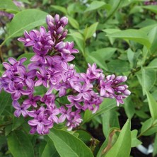 Anamur Naturel Tüplü Çiçekli Leylak Ağacı Fidanı