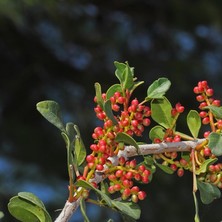 Anamur Naturel Tüplü Bıttım Ağacı Fidanı