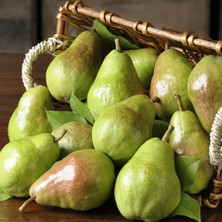 Anamur Naturel Tüplü Aşılı Geçci Aromalı Kieffer Margarit Marillat Armut Fidanı
