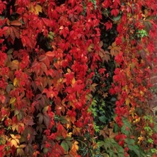 Anamur Naturel Tüplü Amerikan Sarmaşık Bitkisi Fidanı-45 Adet